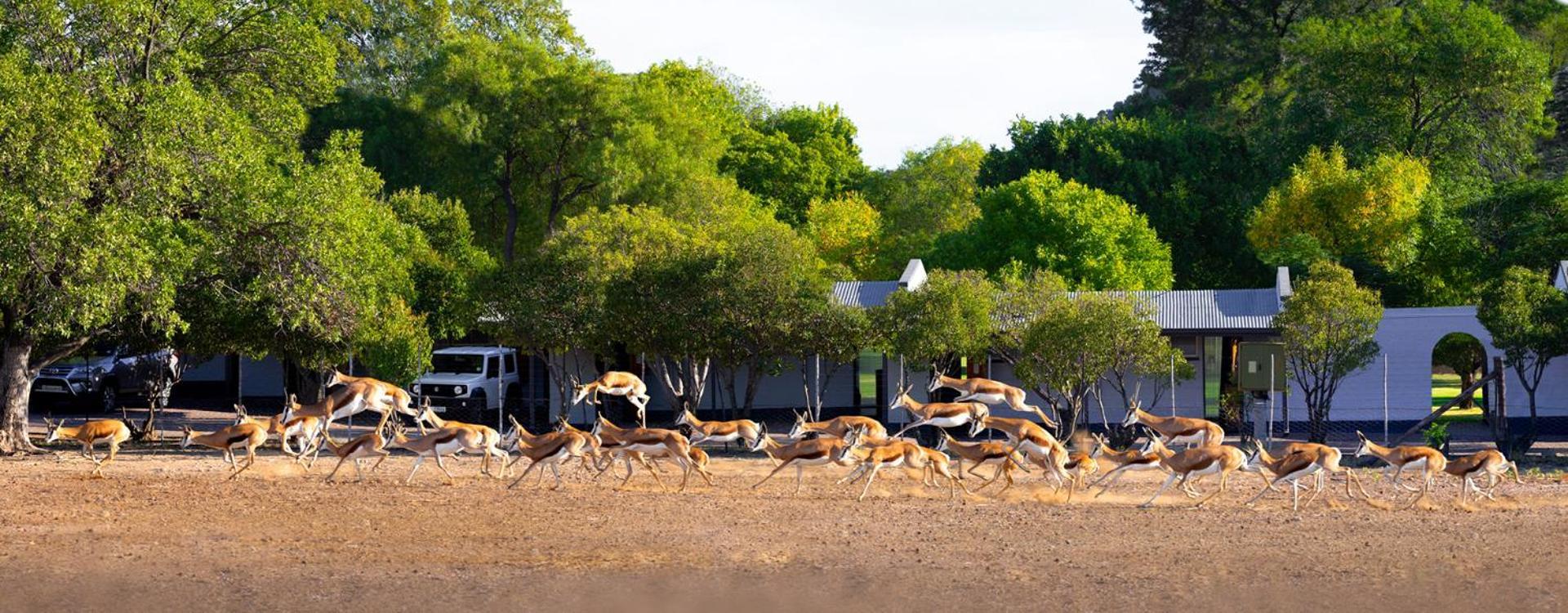 Merino Inn Hotel Colesberg Exterior photo